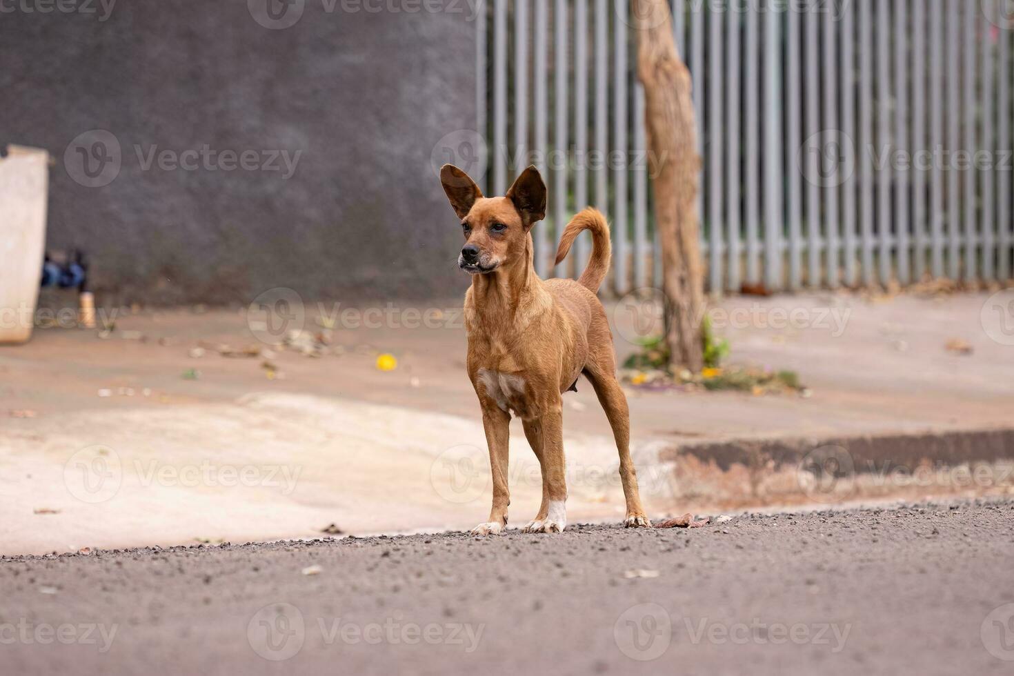 dier zoogdier hond in de straat foto