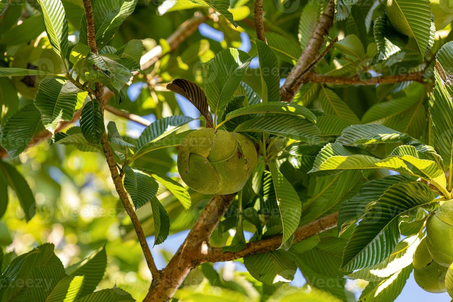 olifant appel fruit boom foto