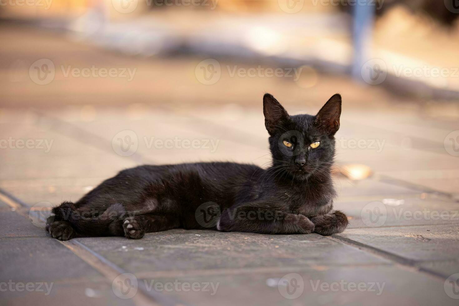 katachtig dier huiselijk kat verlaten foto