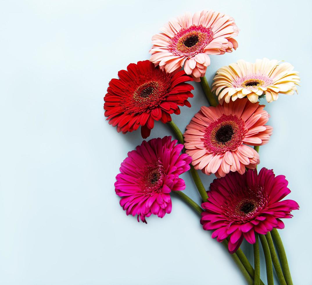 heldere gerbera's op een blauwe achtergrond foto