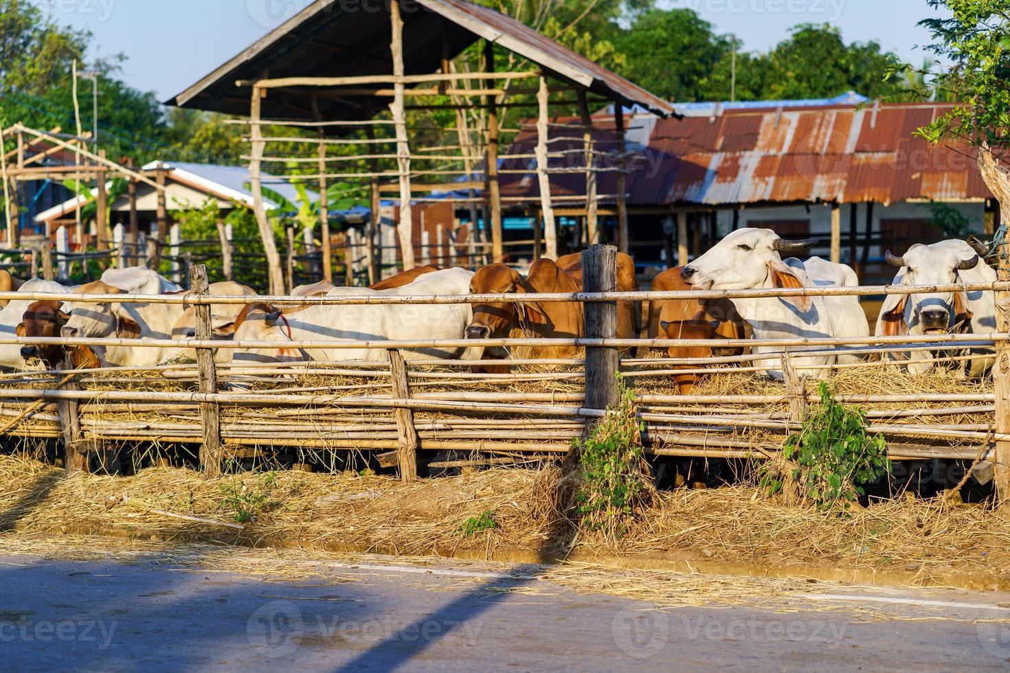 koeien in buitenboerderij foto