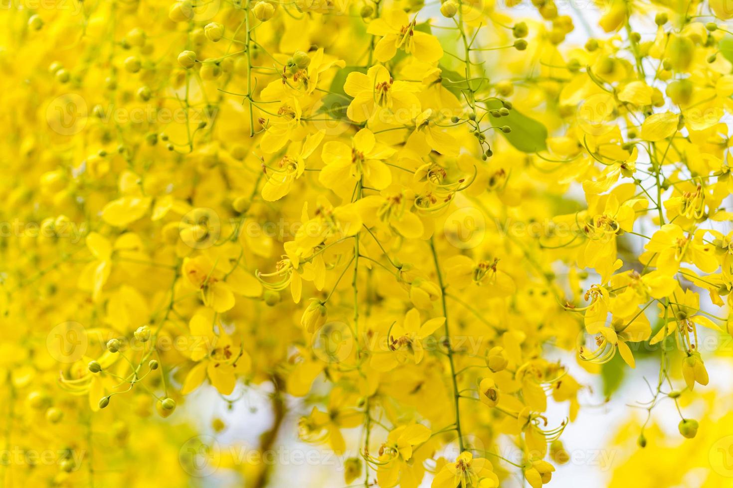 gouden doucheboom, gele bloemenachtergrond foto