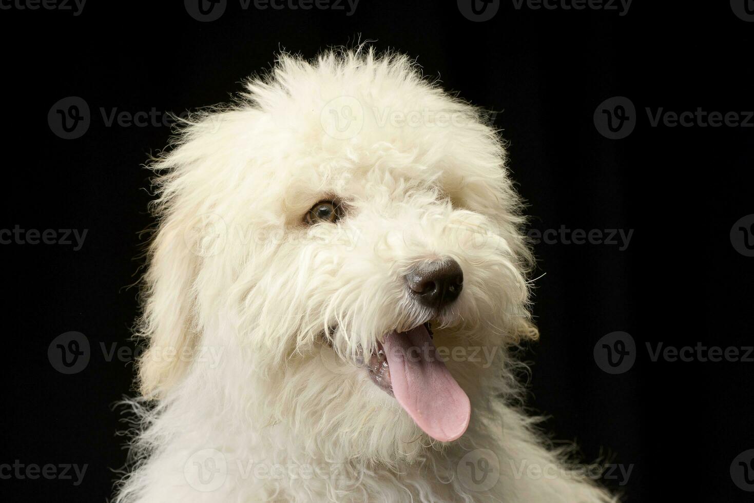 portret van een schattig Tibetaans terriër puppy foto