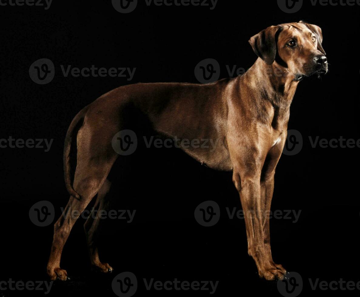 mooi rhodesian ridgeback in een donker foto studio