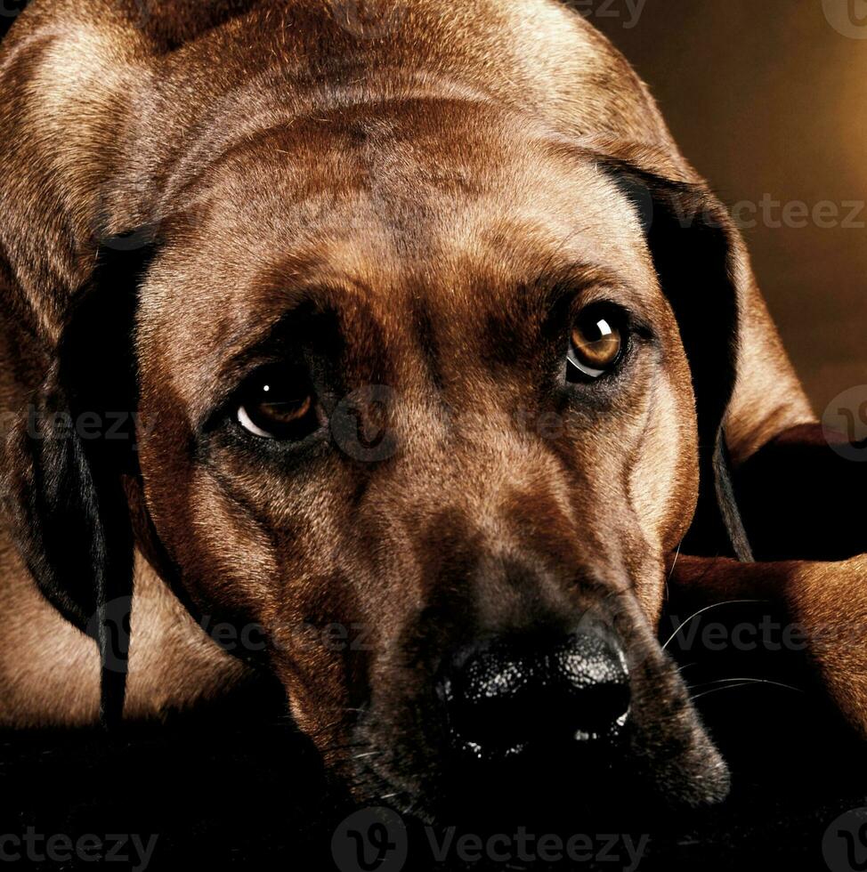 mooi rhodesian ridgeback in een donker foto studio