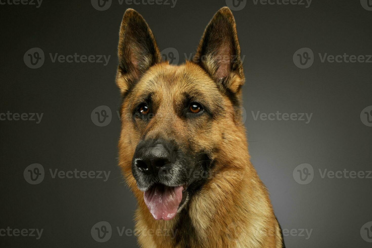 portret van een aanbiddelijk Duitse herder foto