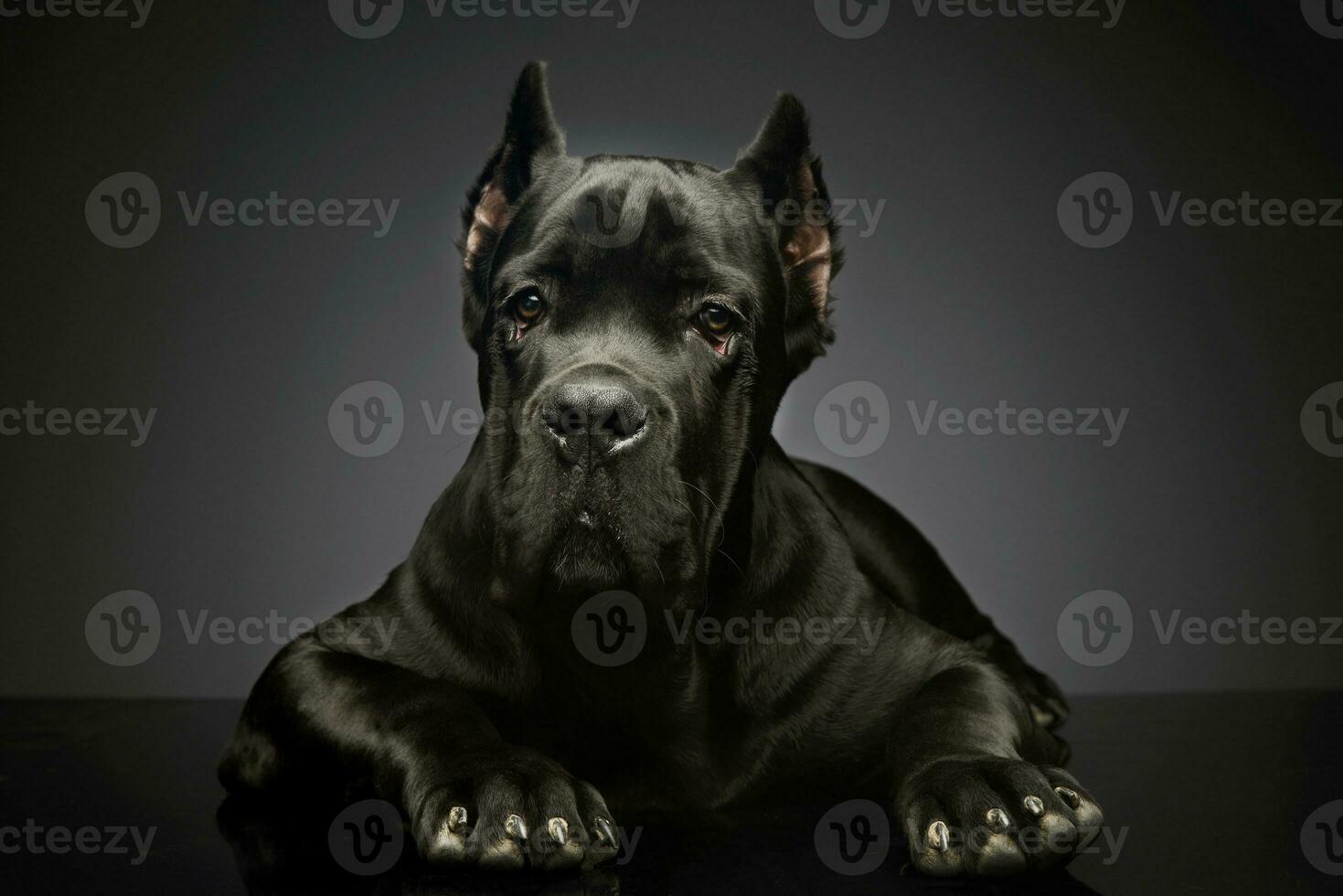 studio schot van een lief riet corso puppy foto