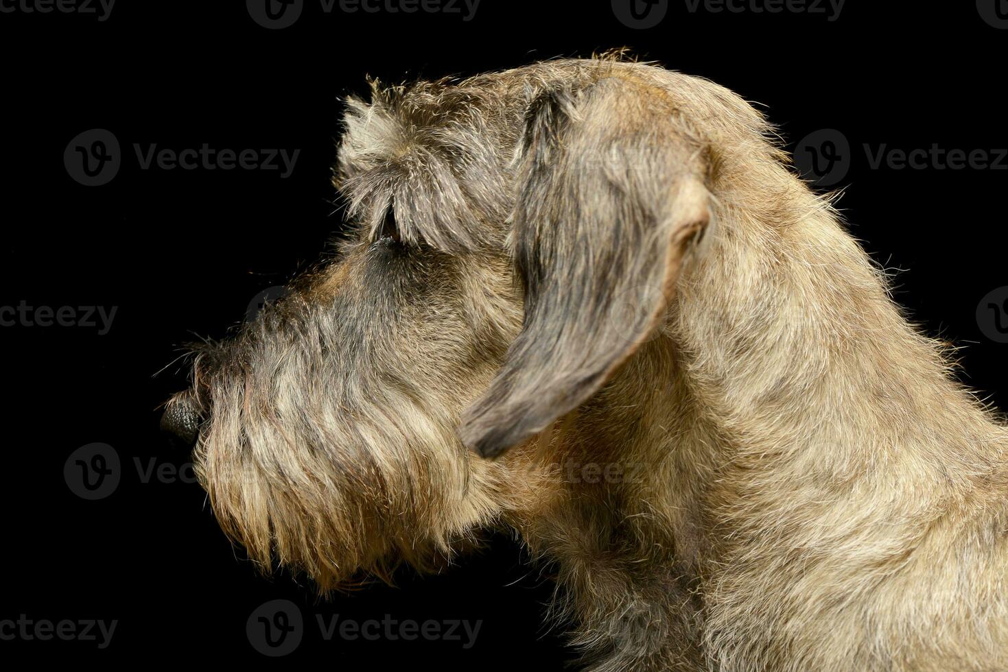 portret van een aanbiddelijk teckel foto