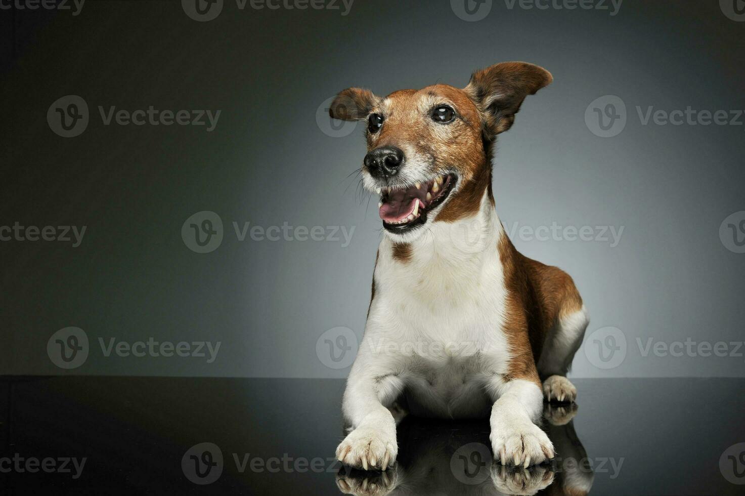 studio schot van een aanbiddelijk jack Russell terriër foto