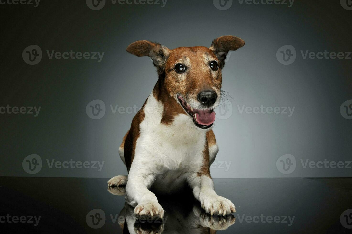 studio schot van een aanbiddelijk jack Russell terriër foto