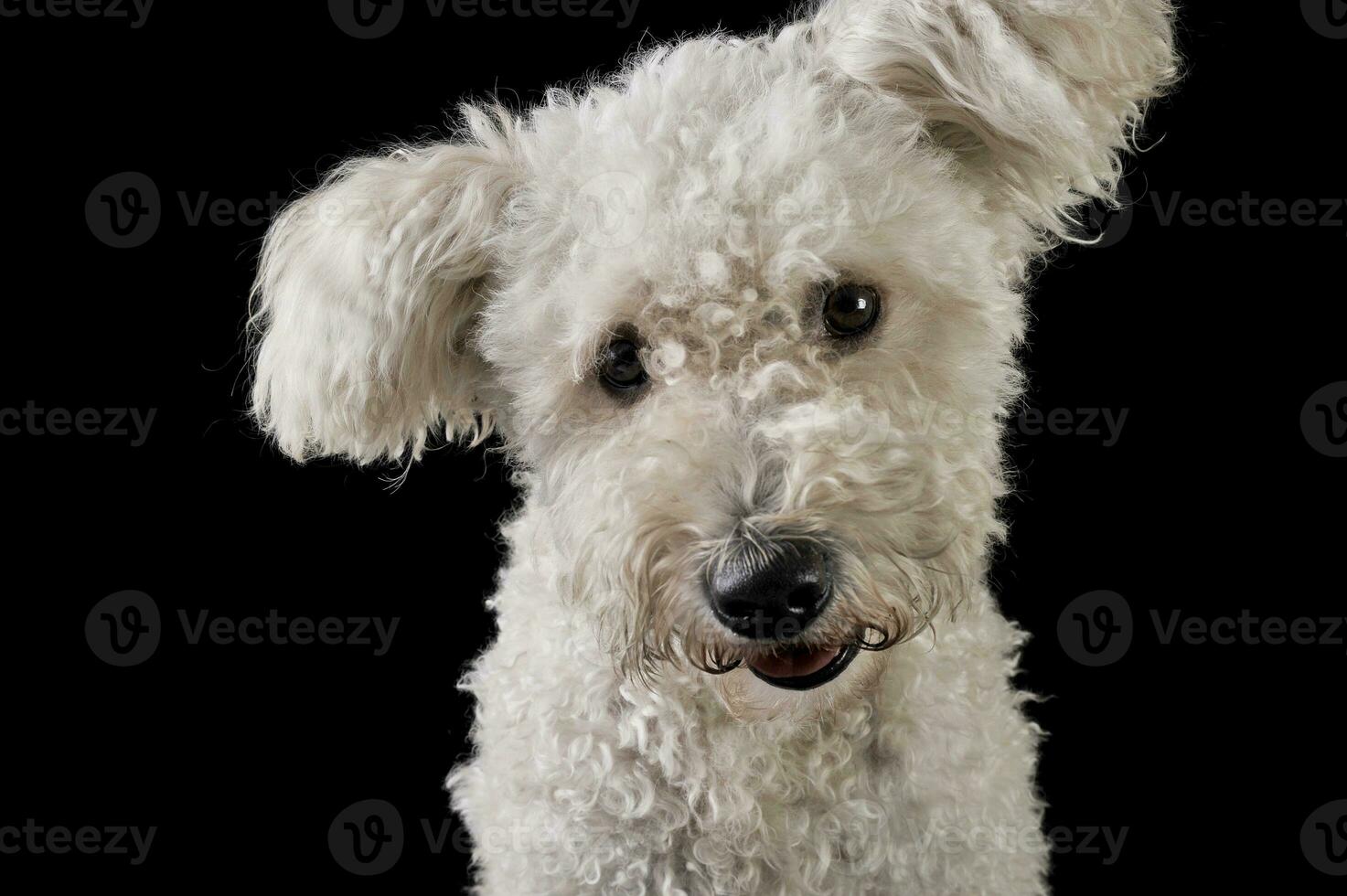 lief gemengd ras wit hond in de zwart achtergrond op zoek Bij de camera foto