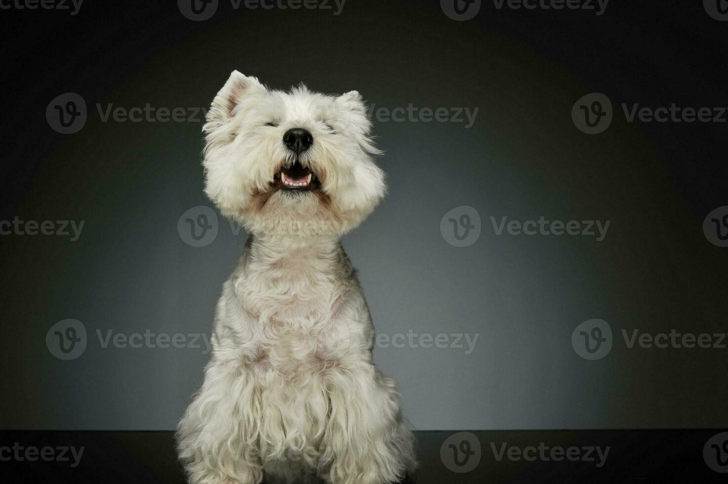 portret van een west hoogland wit terriër westie foto