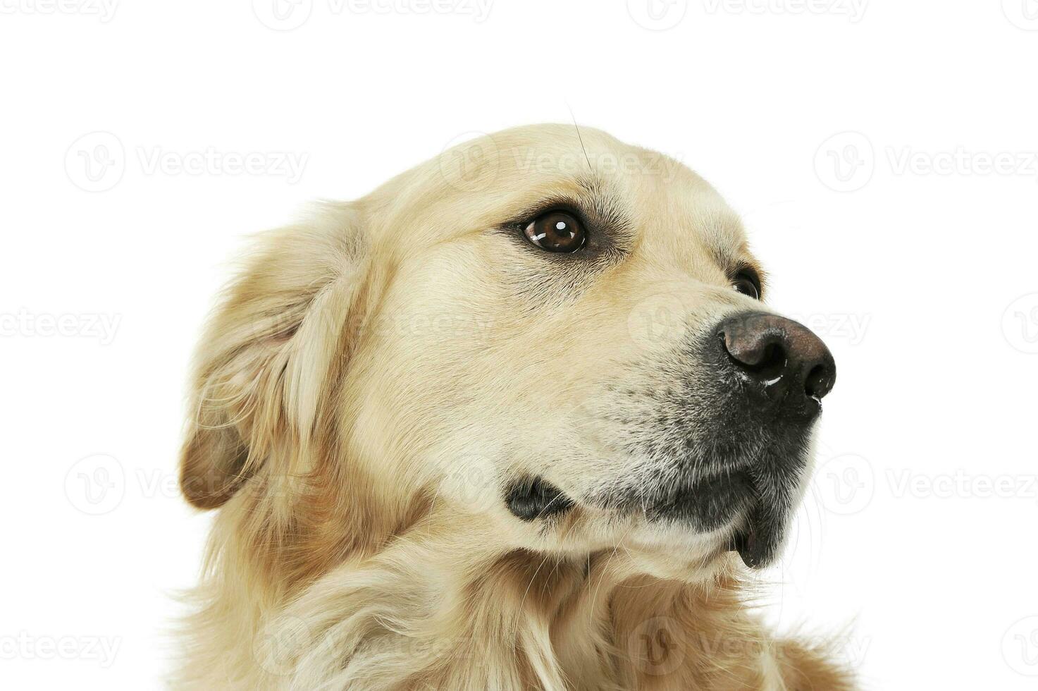 portret van een aanbiddelijk gouden retriever op zoek merkwaardig foto