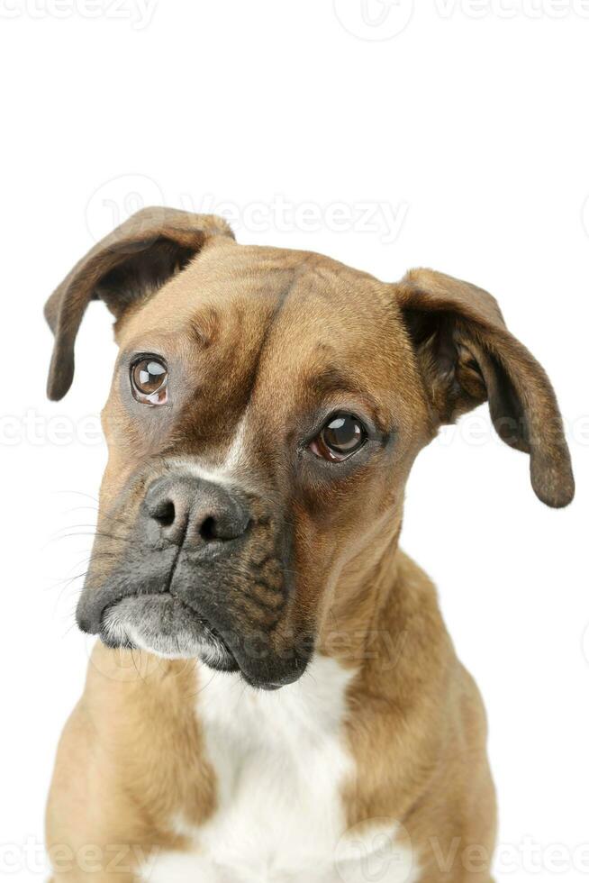portret van een aanbiddelijk bokser puppy foto