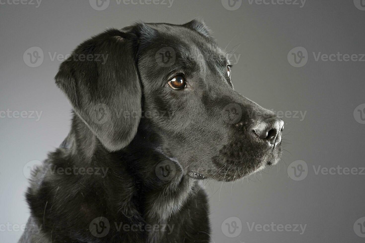 portret van een aanbiddelijk gemengd ras hond foto