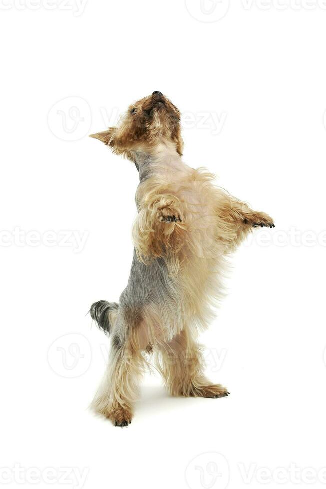 studio schot van een aanbiddelijk yorkshire terriër staand Aan achter poten foto