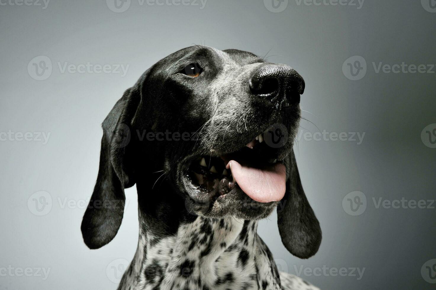 studio schot van een lief deutsch kurzhaar foto