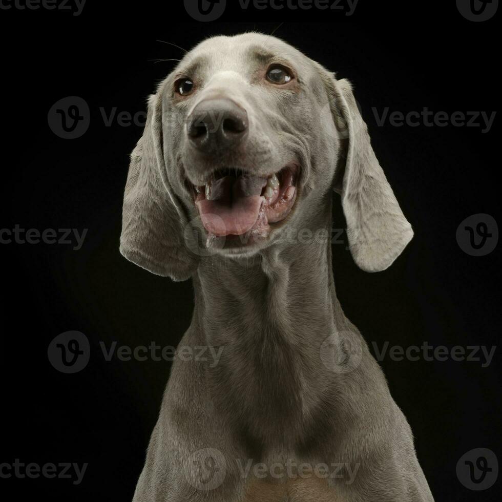 mooi weimarener in de donker foto studio