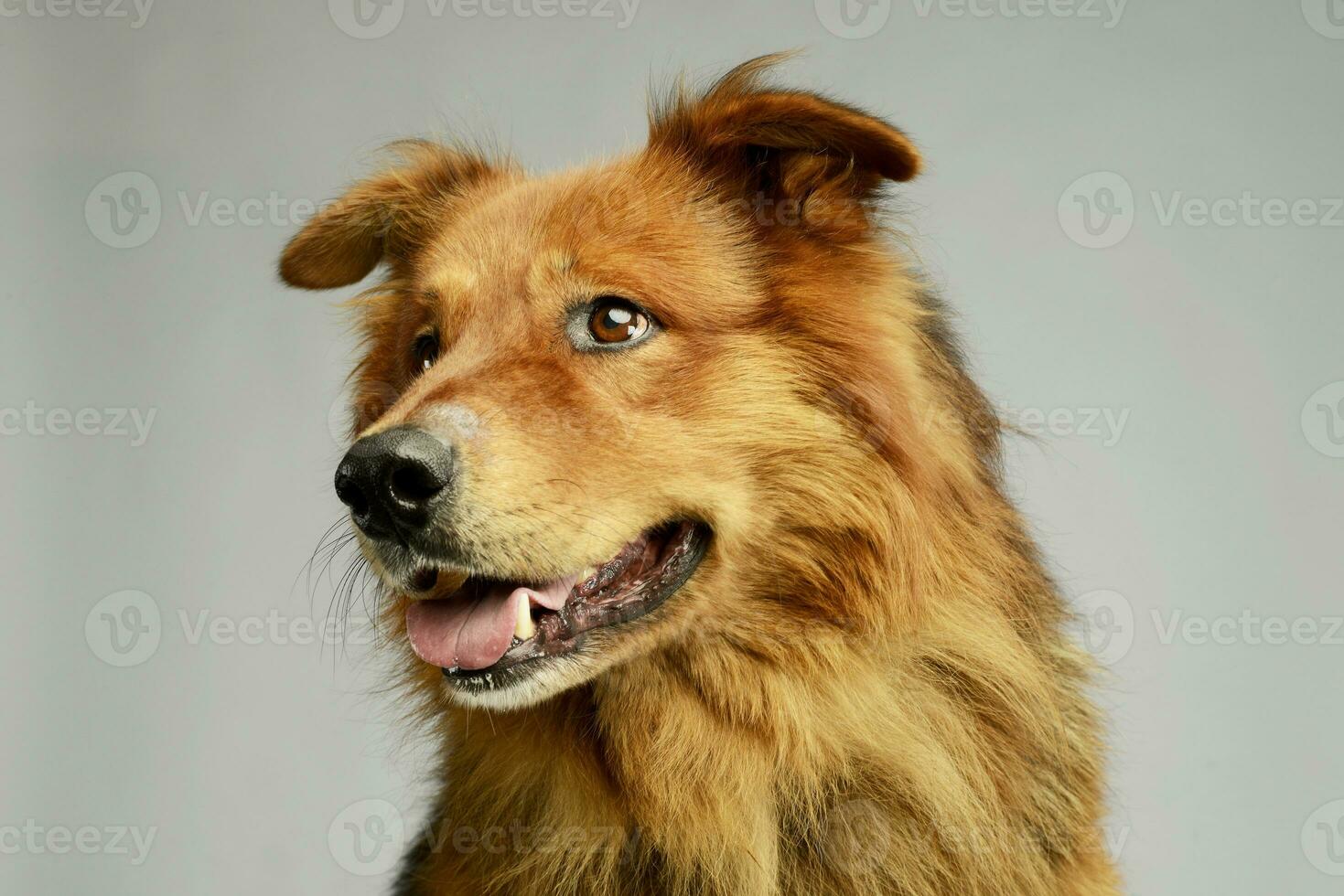 portret van een aanbiddelijk hovawart foto