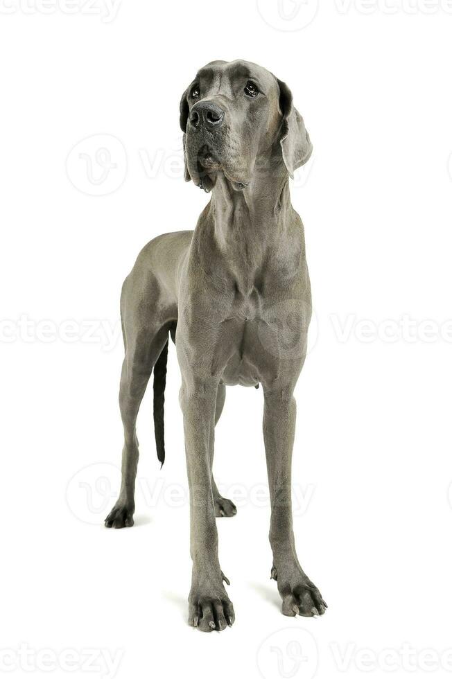 studio schot van een aanbiddelijk deutsche hondje staand en op zoek omhoog merkwaardig foto