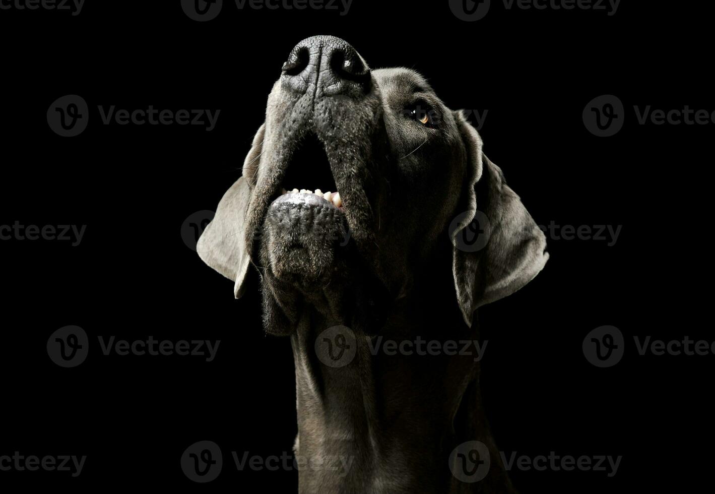 portret van een aanbiddelijk deutsche hondje op zoek omhoog merkwaardig foto