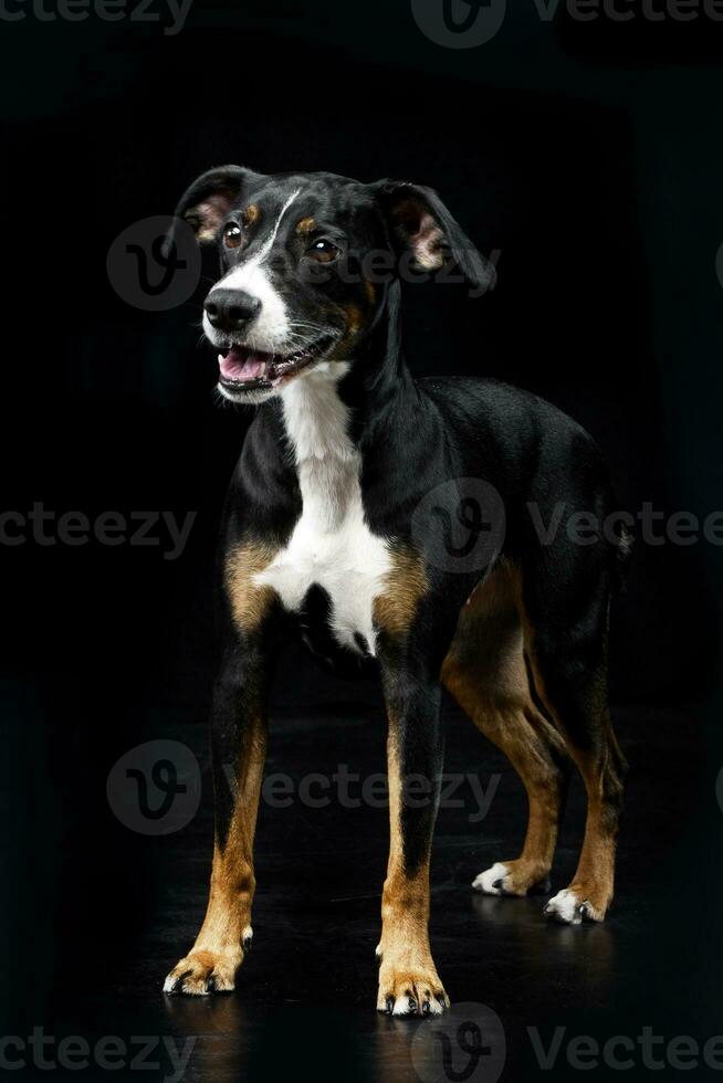 studio schot van een aanbiddelijk gemengd ras hond foto