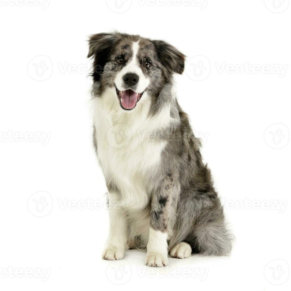 studio schot van een schattig grens collie puppy foto