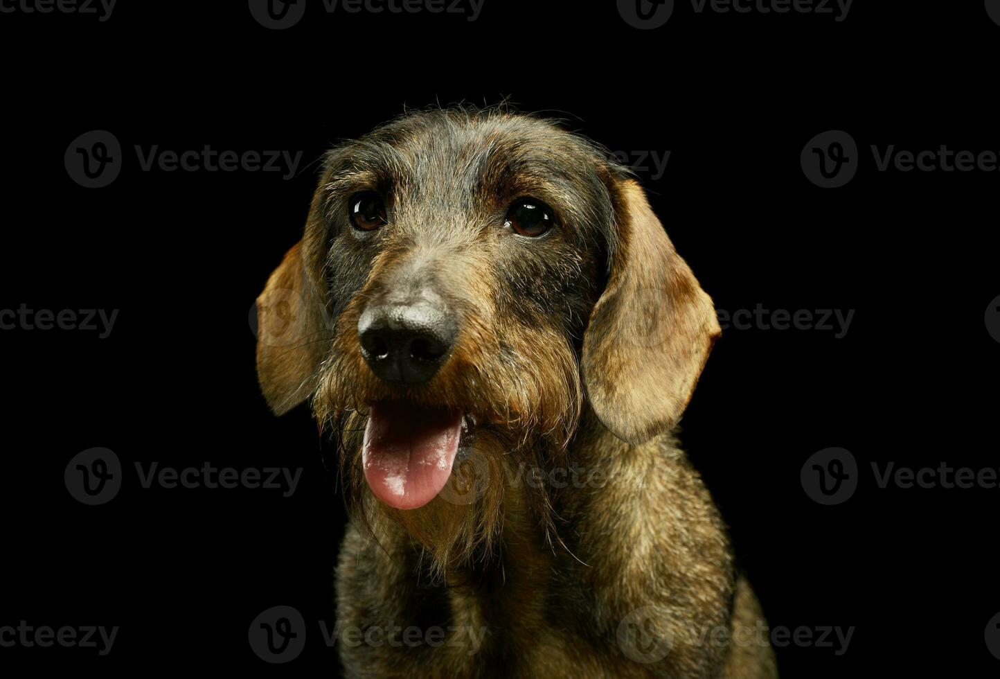 portret van een aanbiddelijk teckel foto