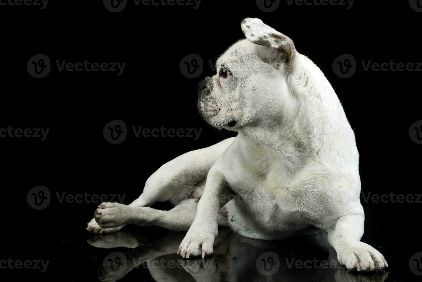 wit Frans bulldog met grappig oren poseren in een donker foto studio