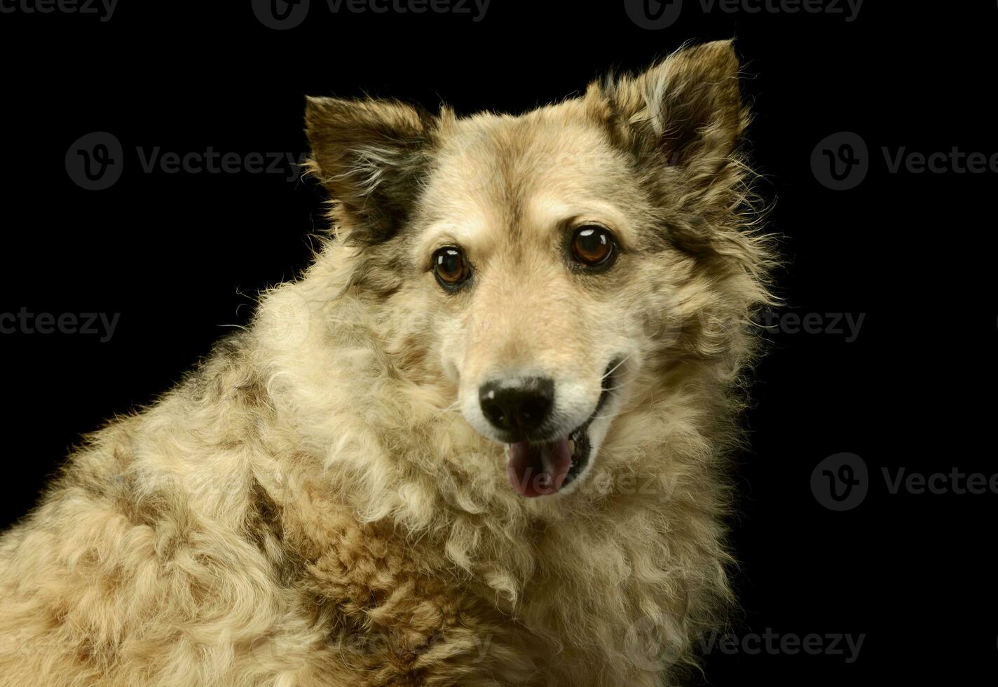 portret van een aanbiddelijk gemengd ras hond foto