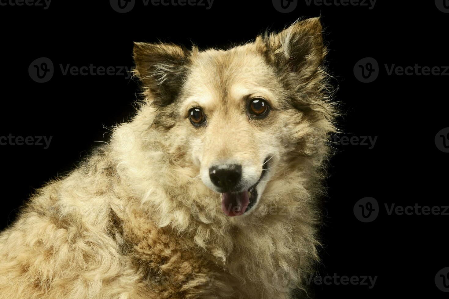 gemengd ras grappig hond is ontspannende in een donker foto studio