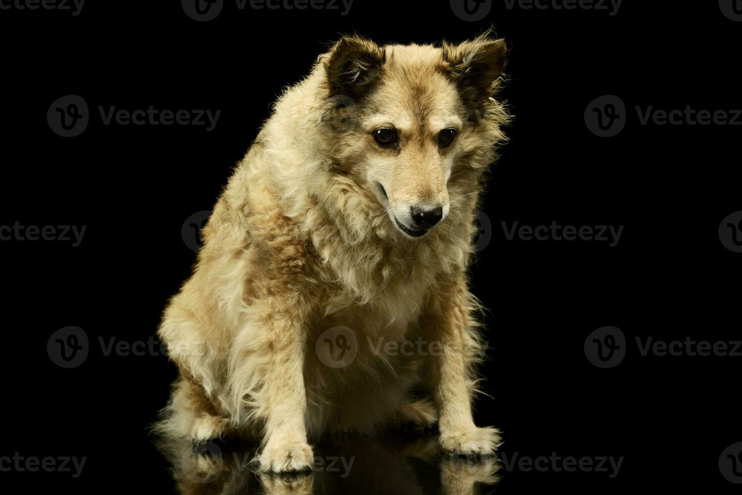 studio schot van een aanbiddelijk gemengd ras hond foto