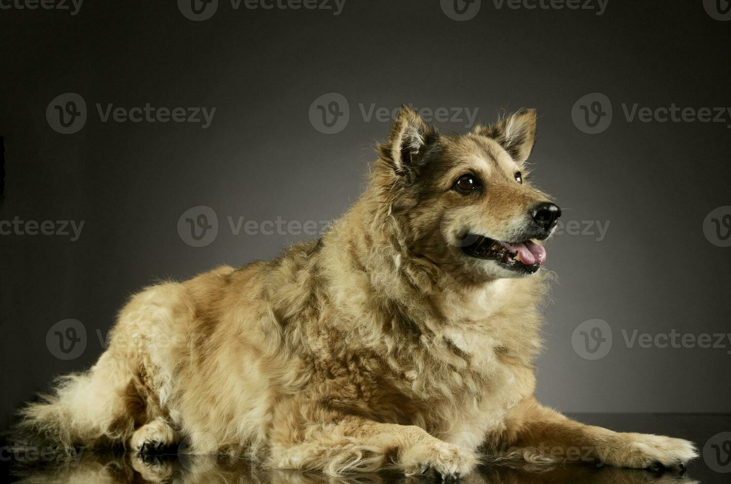 studio schot van een aanbiddelijk gemengd ras hond foto