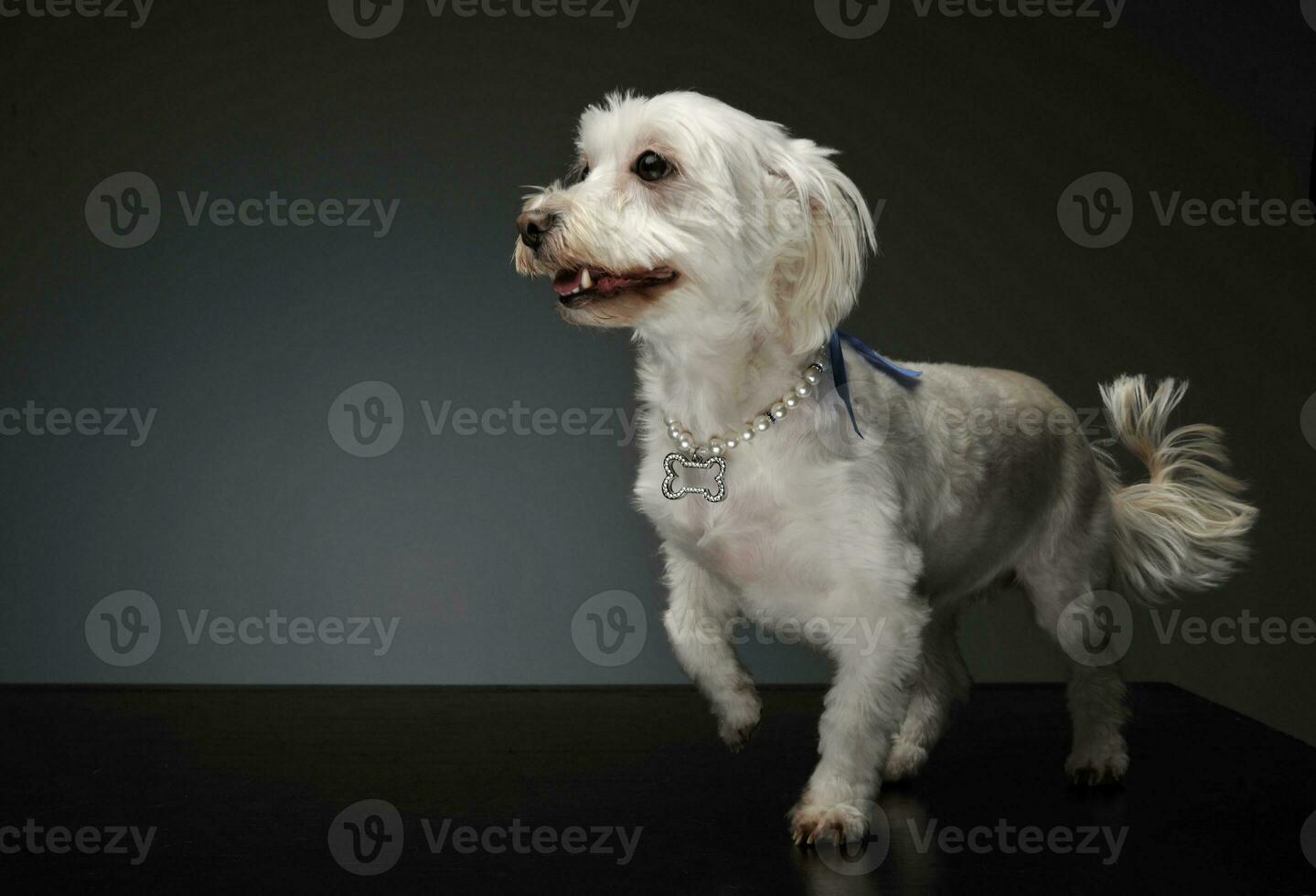 studio schot van een aanbiddelijk gemengd ras hond foto