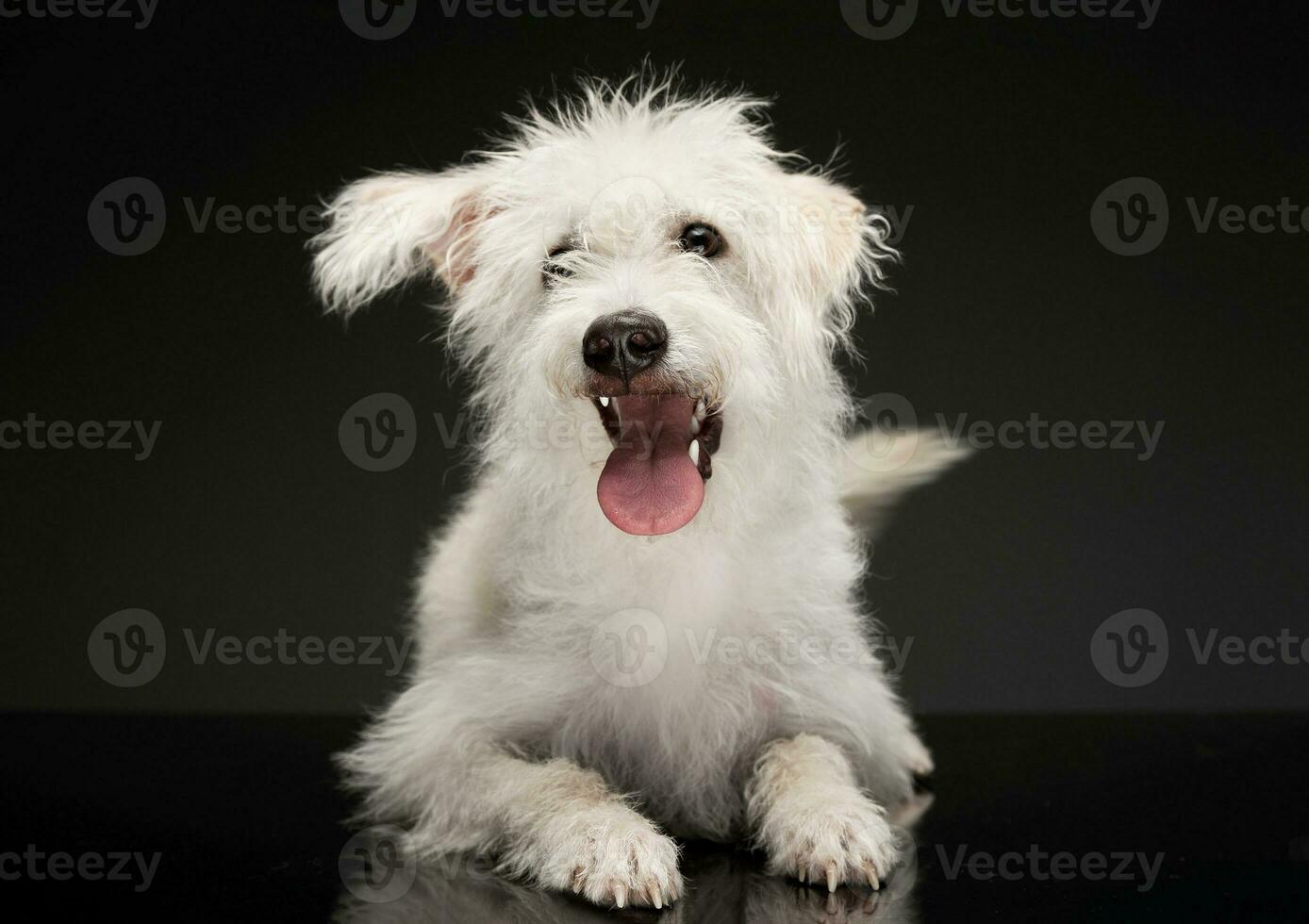 studio schot van een aanbiddelijk gemengd ras hond foto