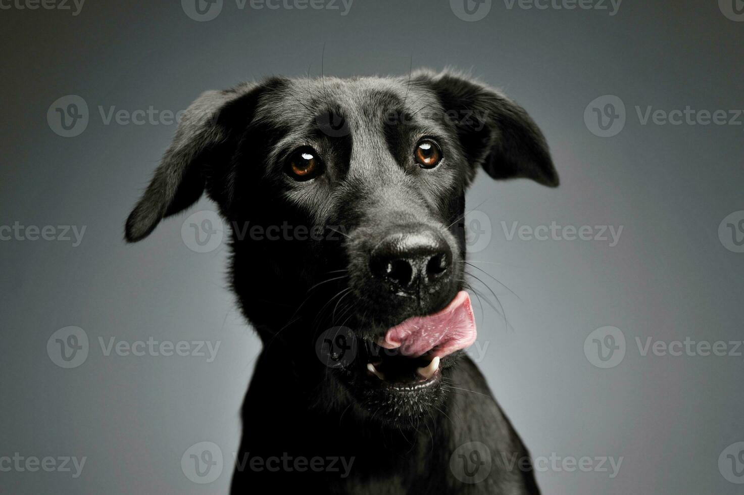 portret van een aanbiddelijk gemengd ras hond foto