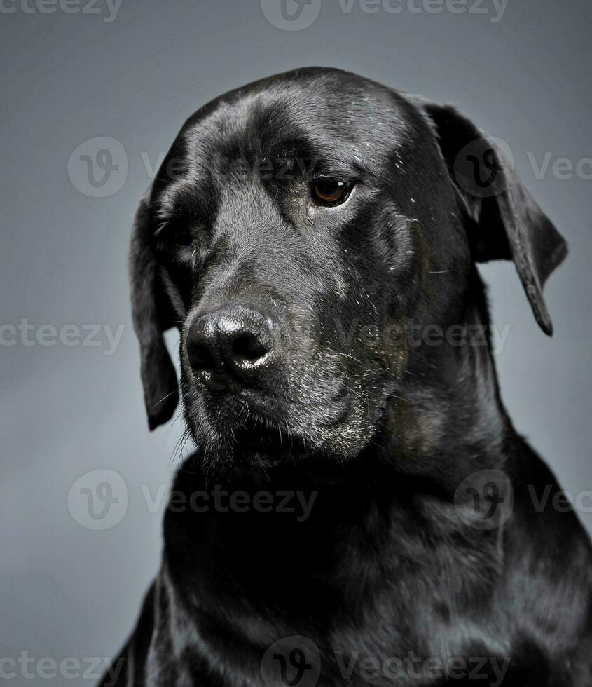 gemengd ras zwart hond portret in donker studio foto