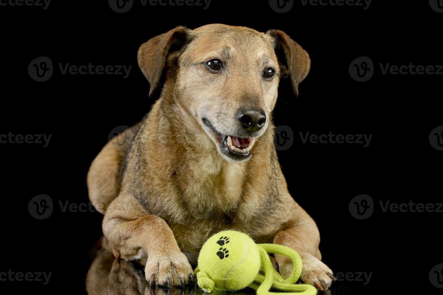 studio schot van een aanbiddelijk gemengd ras hond met een bal foto