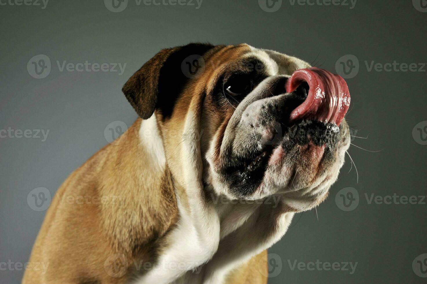 portret van een aanbiddelijk Engels bulldog foto