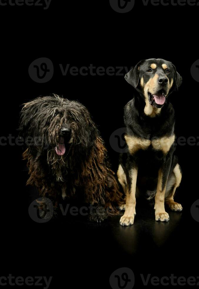 studio schot van een aanbiddelijk puli en een gemengd ras hond foto