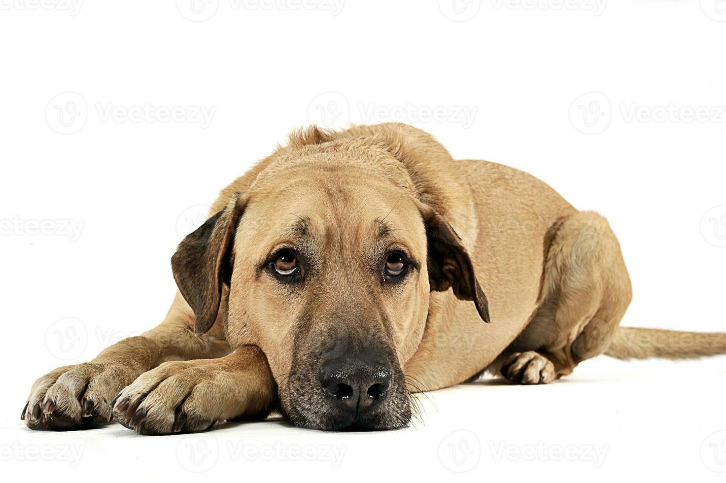 gemengd ras bruin hond aan het liegen naar beneden in een wit achtergrondkleur studio foto