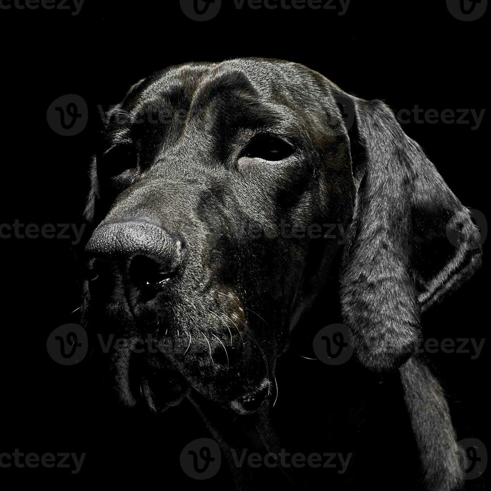 gemengd ras zwart hond portret in zwart achtergrond foto