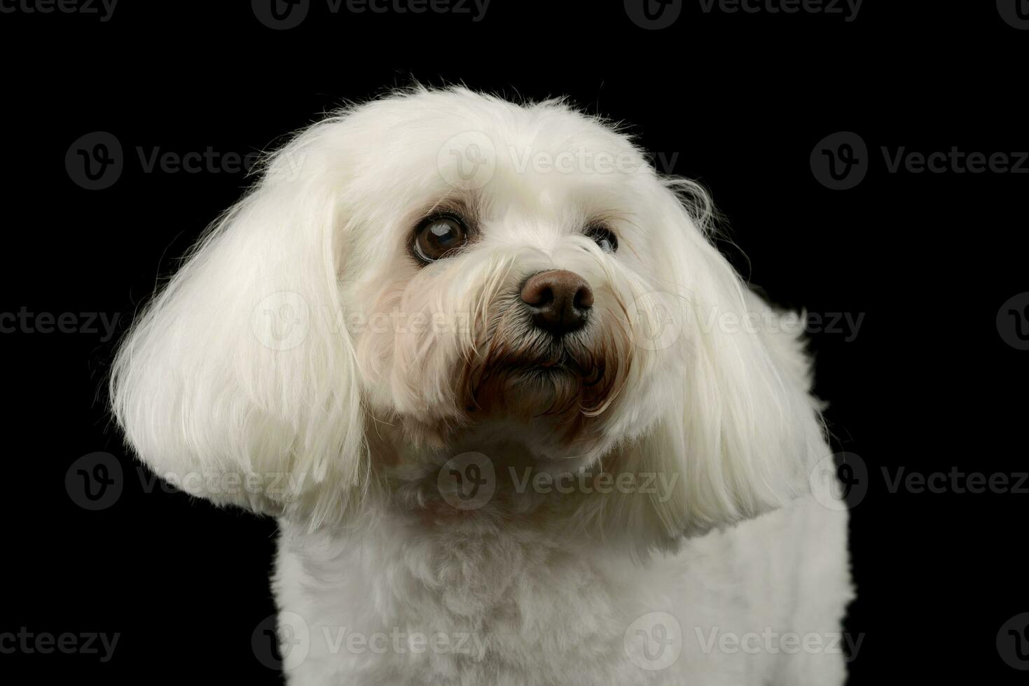 portret van een aanbiddelijk shih-tzu foto