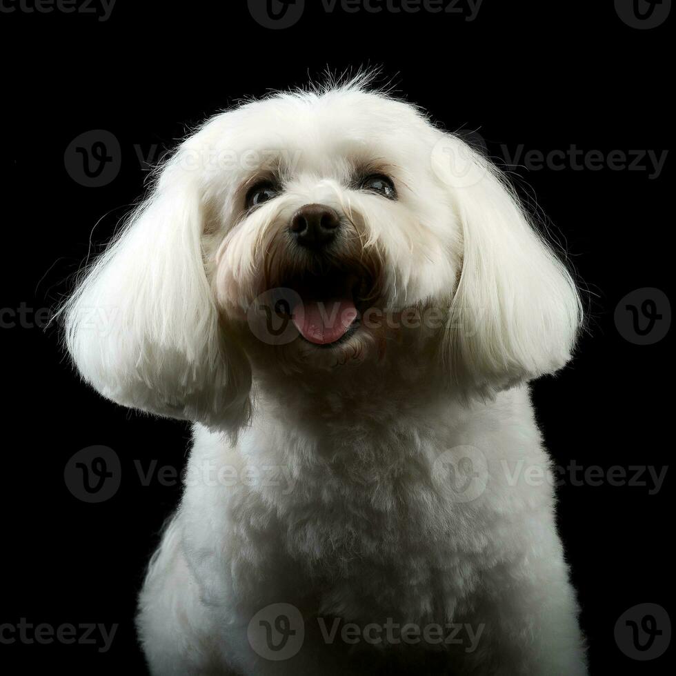 portret van een schattig bolognese hond foto