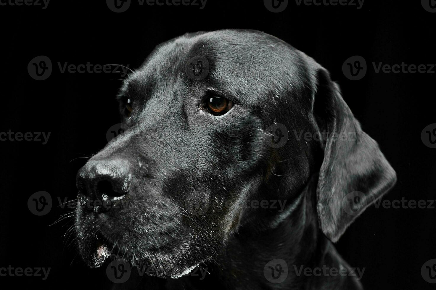 verdrietig zwart gemengd ras hond met mooi ogen portret in een zwart studio foto