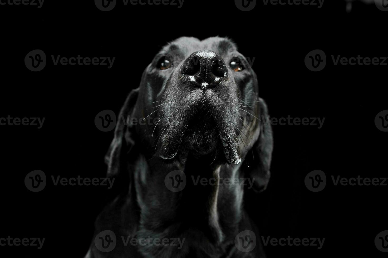verdrietig zwart gemengd ras hond met mooi ogen portret in een zwart studio foto