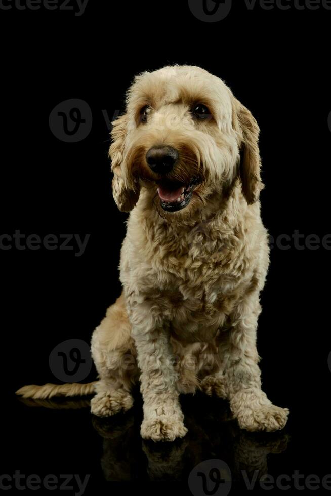 studio schot van een lief lagotto foto