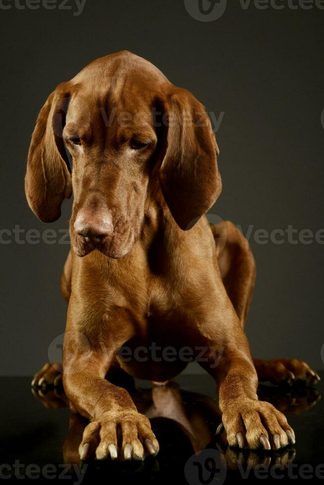 studio schot van een aanbiddelijk magyar vizsla foto