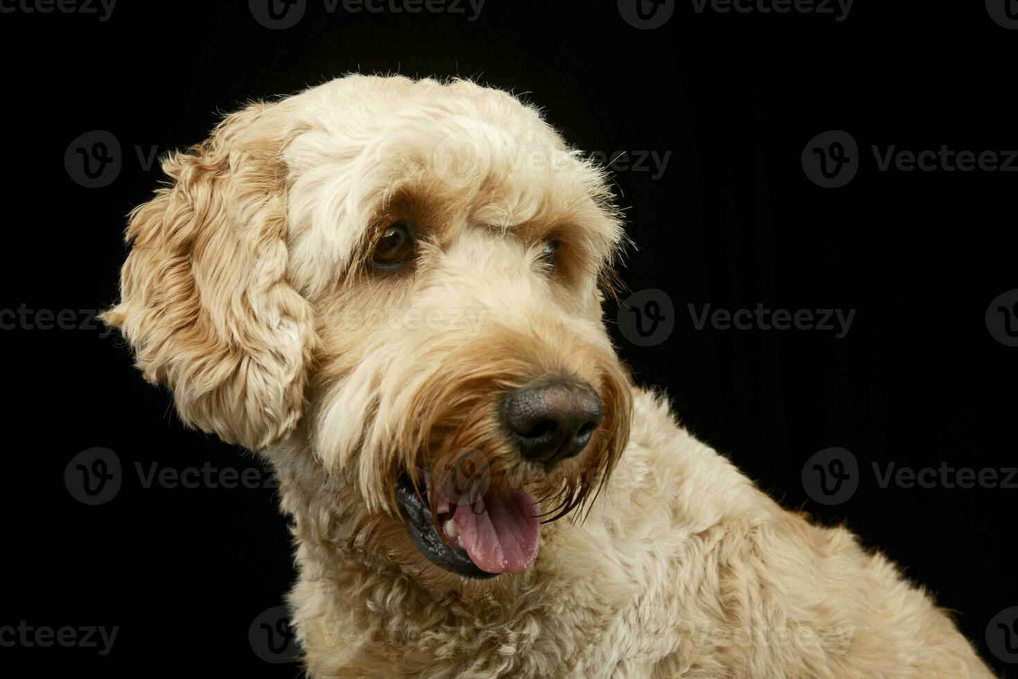 portret van een aanbiddelijk bolognese hond foto