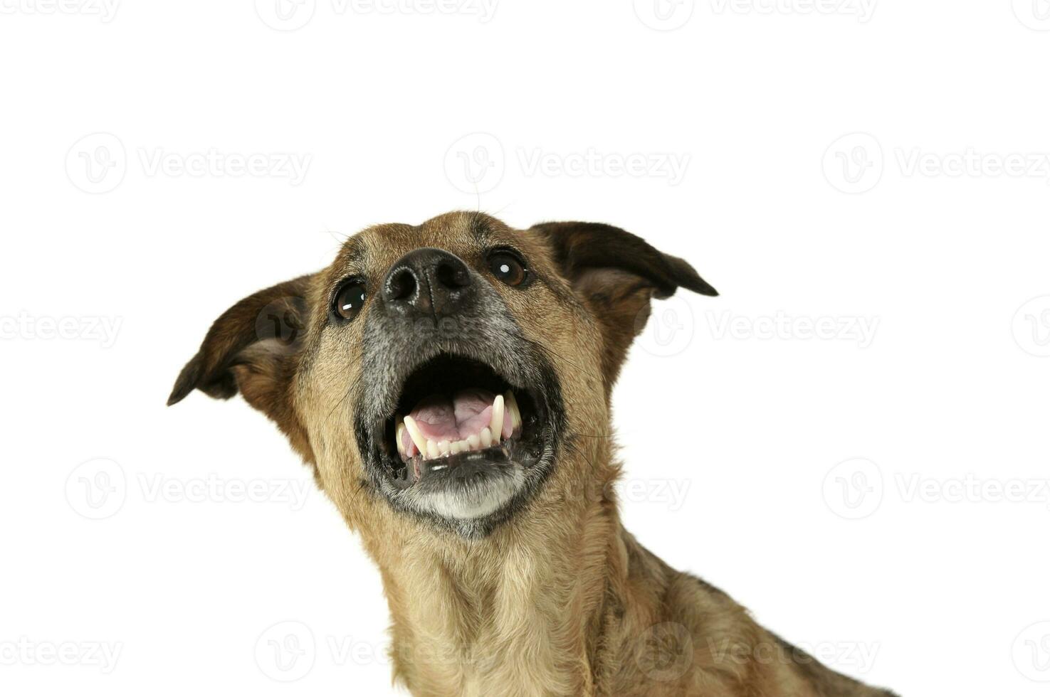 portret van een schattig gemengd ras hond puppy op zoek omhoog merkwaardig foto